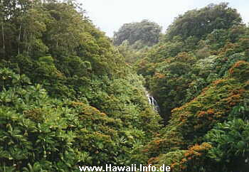 Wald nahe Hilo