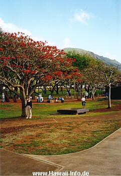 Tulpenbaum